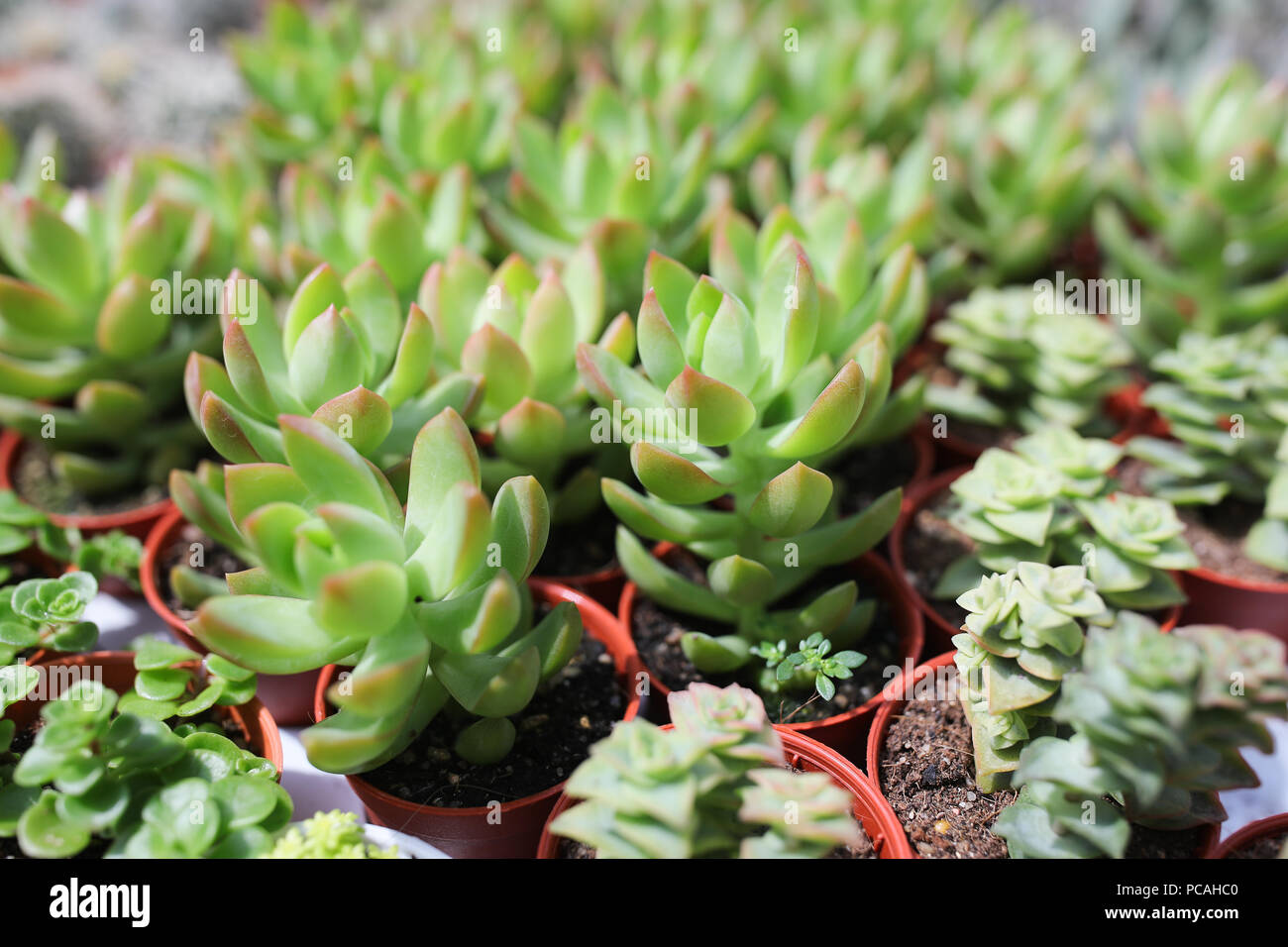 Cactus farm at Cameron Highland Malaysia Stock Photo - Alamy