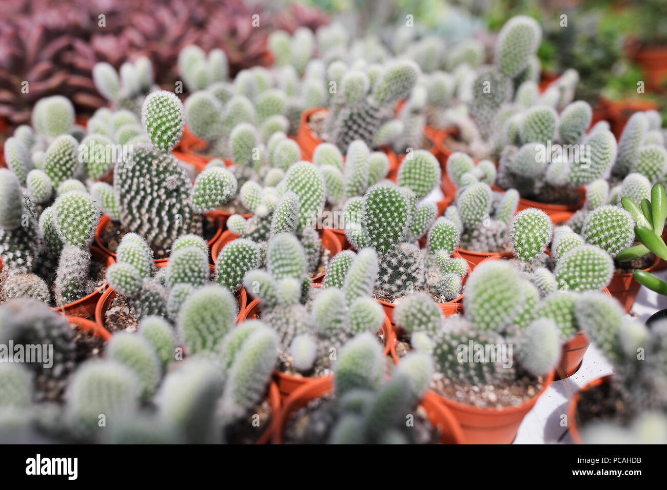 Cactus farm at Cameron Highland Malaysia Stock Photo - Alamy