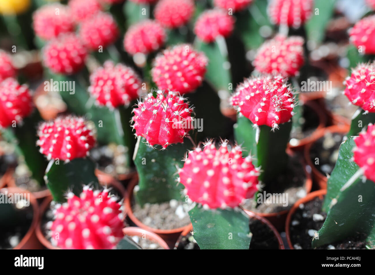 Cactus farm at Cameron Highland Malaysia Stock Photo - Alamy