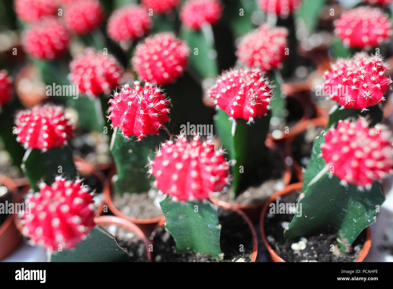 Cactus farm at Cameron Highland Malaysia Stock Photo