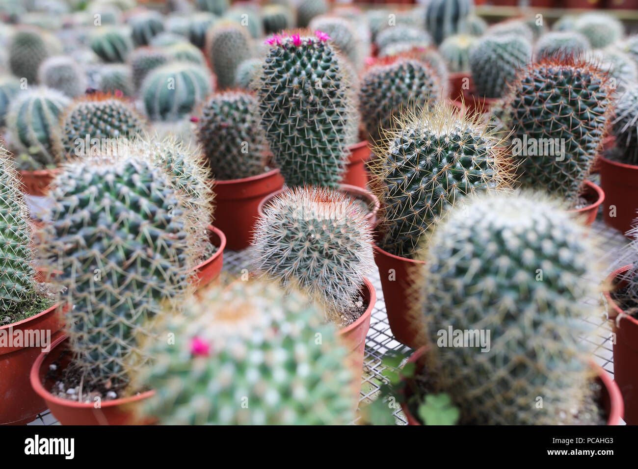 Cactus farm at Cameron Highland Malaysia Stock Photo - Alamy