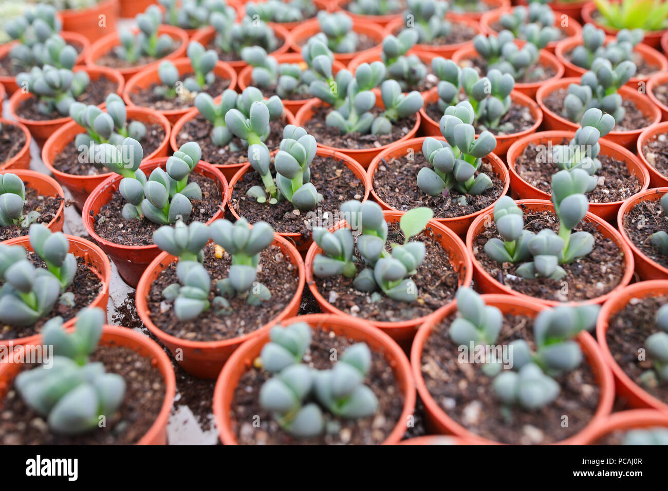 Cactus farm at Cameron Highland Malaysia Stock Photo - Alamy
