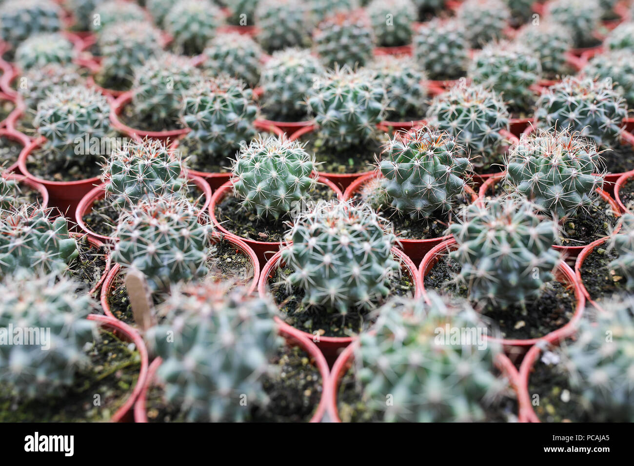 Cactus farm at Cameron Highland Malaysia Stock Photo - Alamy