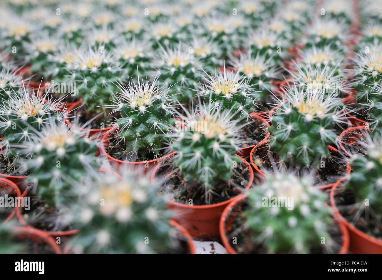 Cactus farm at Cameron Highland Malaysia Stock Photo - Alamy