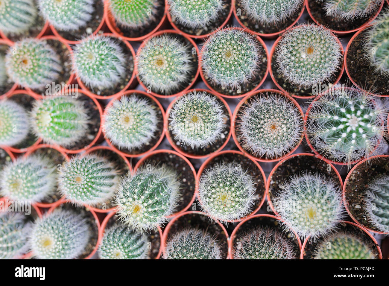 Cactus farm at Cameron Highland Malaysia Stock Photo - Alamy