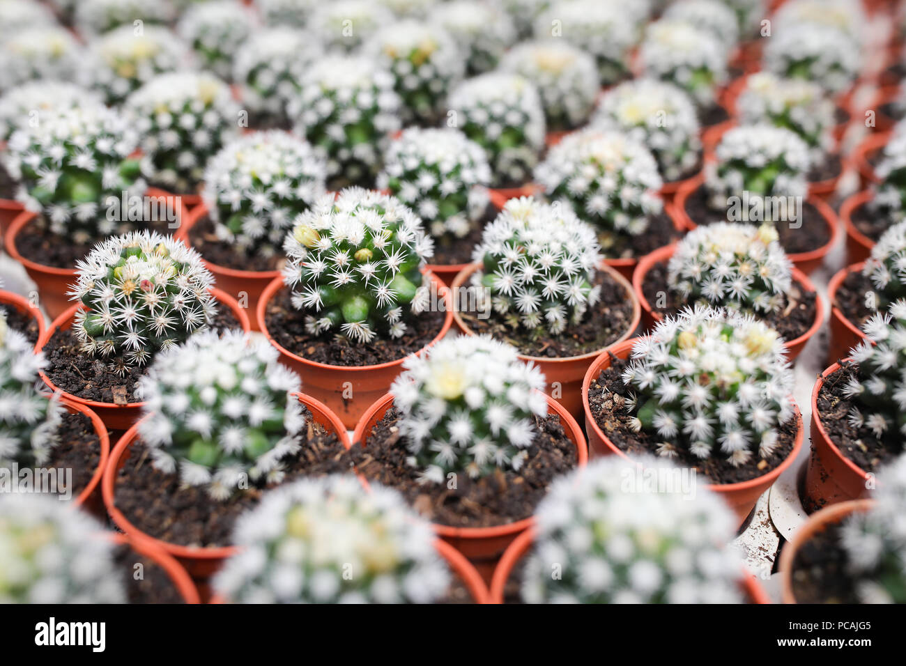 Cactus farm at Cameron Highland Malaysia Stock Photo Alamy