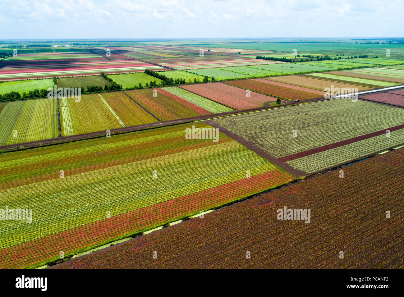 The colorful world famous Caladium flower growing fields in Lake Placid Florida supplying 90% of the world supply of Caladium flowers Stock Photo