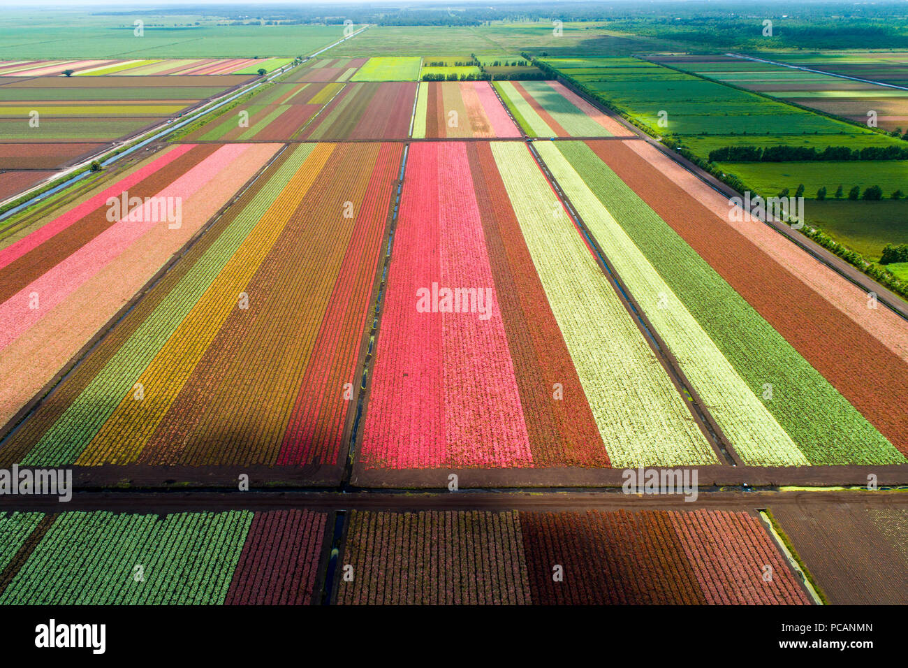 The colorful world famous Caladium flower growing fields in Lake Placid Florida supplying 90% of the world supply of Caladium flowers Stock Photo