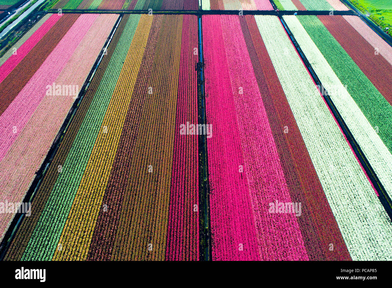 The colorful world famous Caladium flower growing fields in Lake Placid Florida supplying 90% of the world supply of Caladium flowers Stock Photo