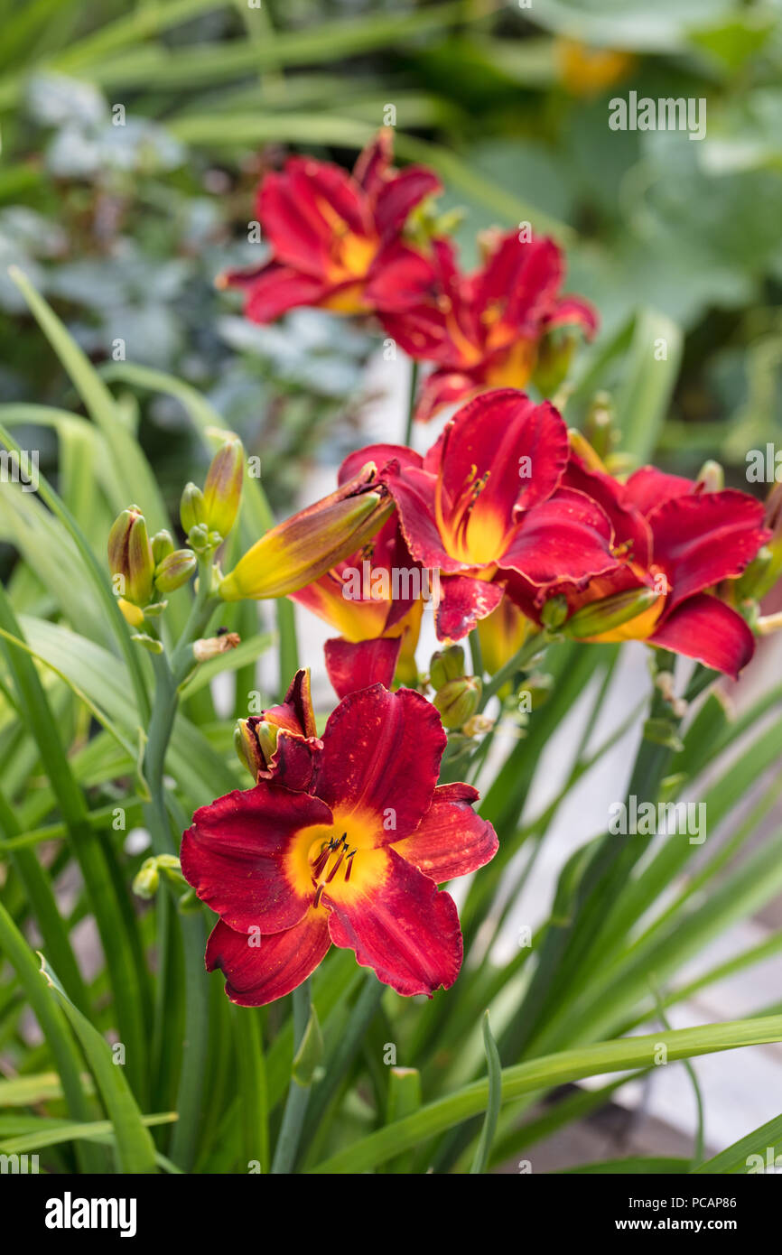 ‘Highland Lord’ Daylily, Daglilja (Hemerocallis Stock Photo - Alamy