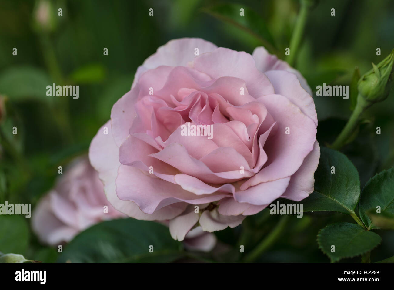 'Waltz Time' Hybrid Tea Rose, Tehybridros (Rosa) Stock Photo