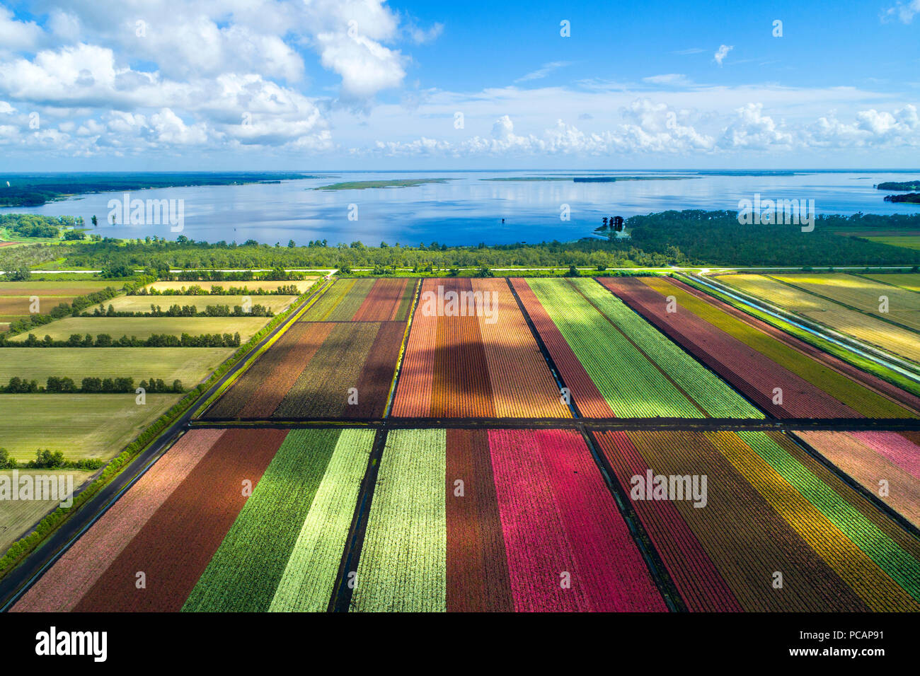 The colorful world famous Caladium flower growing fields in Lake Placid Florida supplying 90% of the world supply of Caladium flowers Stock Photo