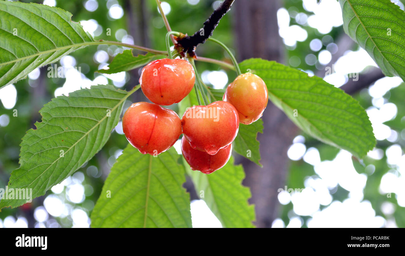 photography with scene of the sweet cherries on branch after rain with droplet of water Stock Photo