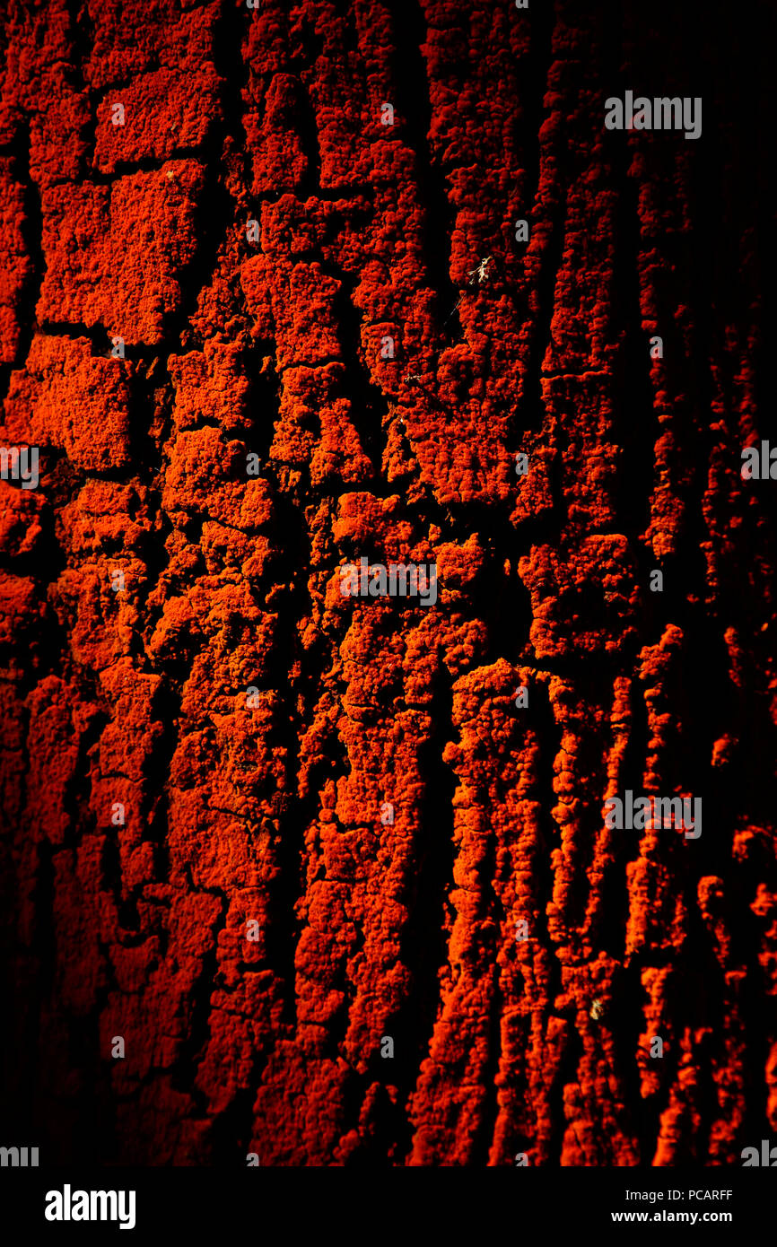 Light patches on tree bark in an artistic way Stock Photo