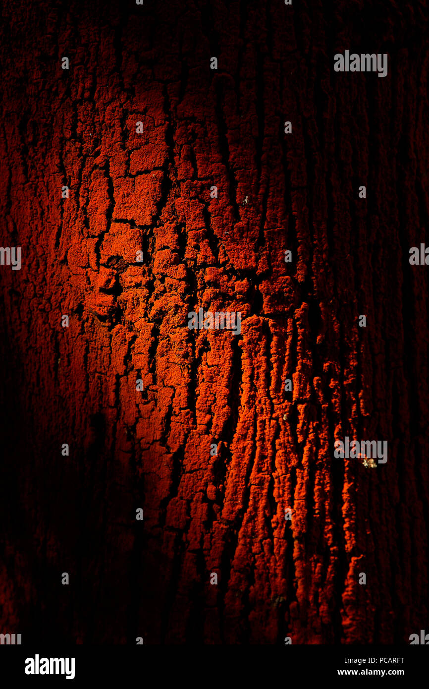 Light patches on tree bark in an artistic way Stock Photo