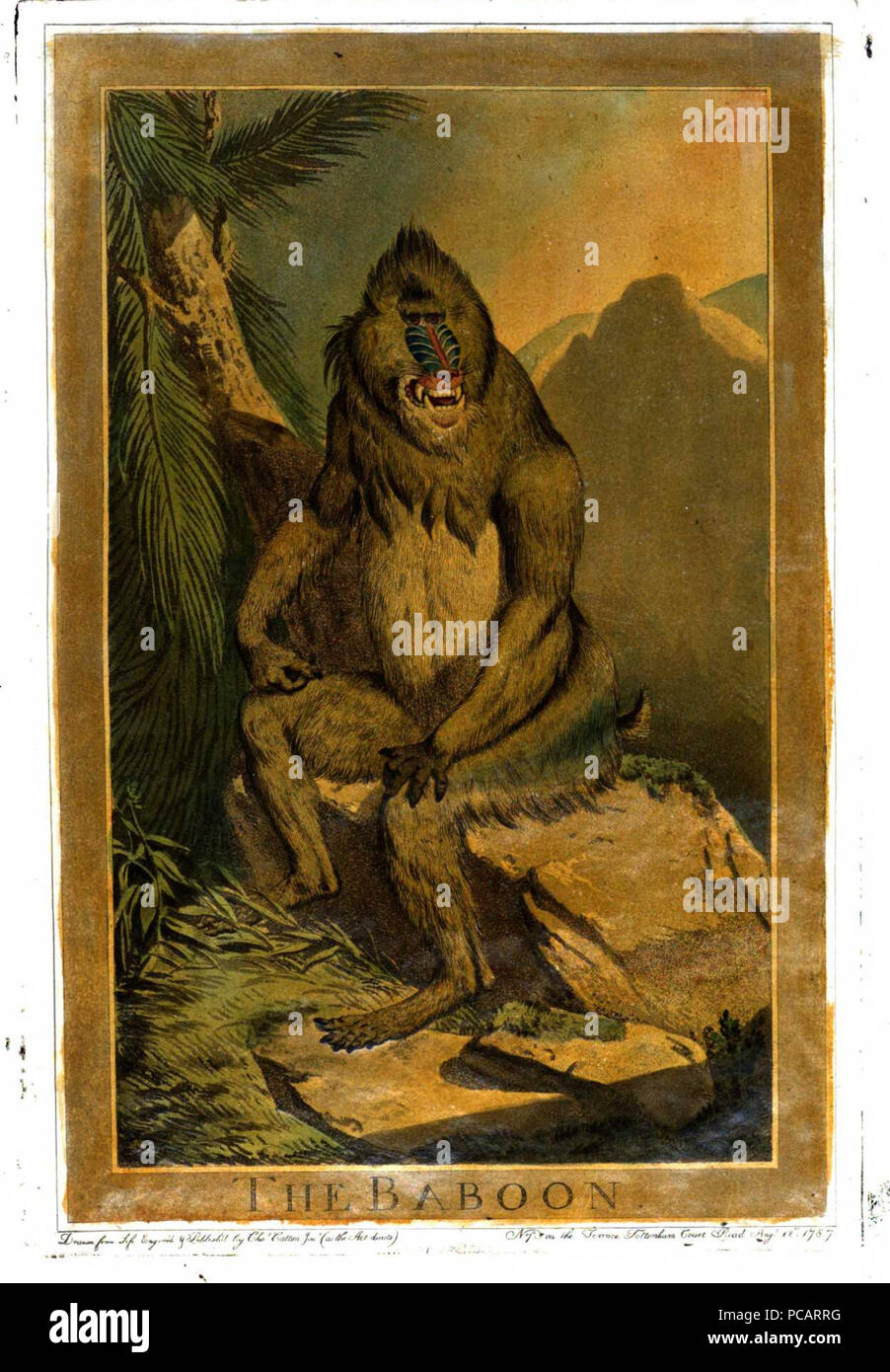 9 Charles Catton, Animals (1788) Page42 Image1 Stock Photo - Alamy