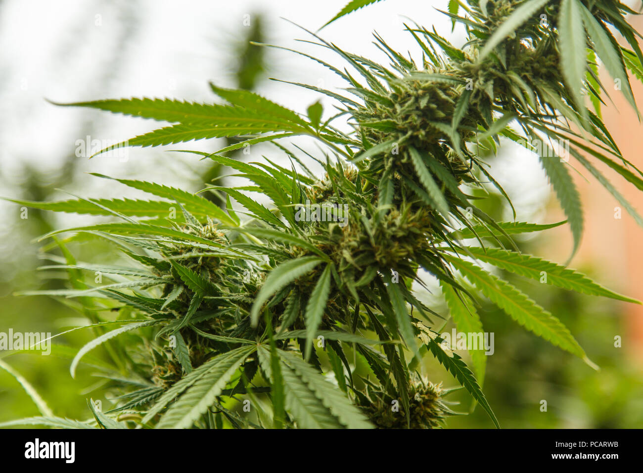 cannabis plant detail, Macro photography Stock Photo Alamy