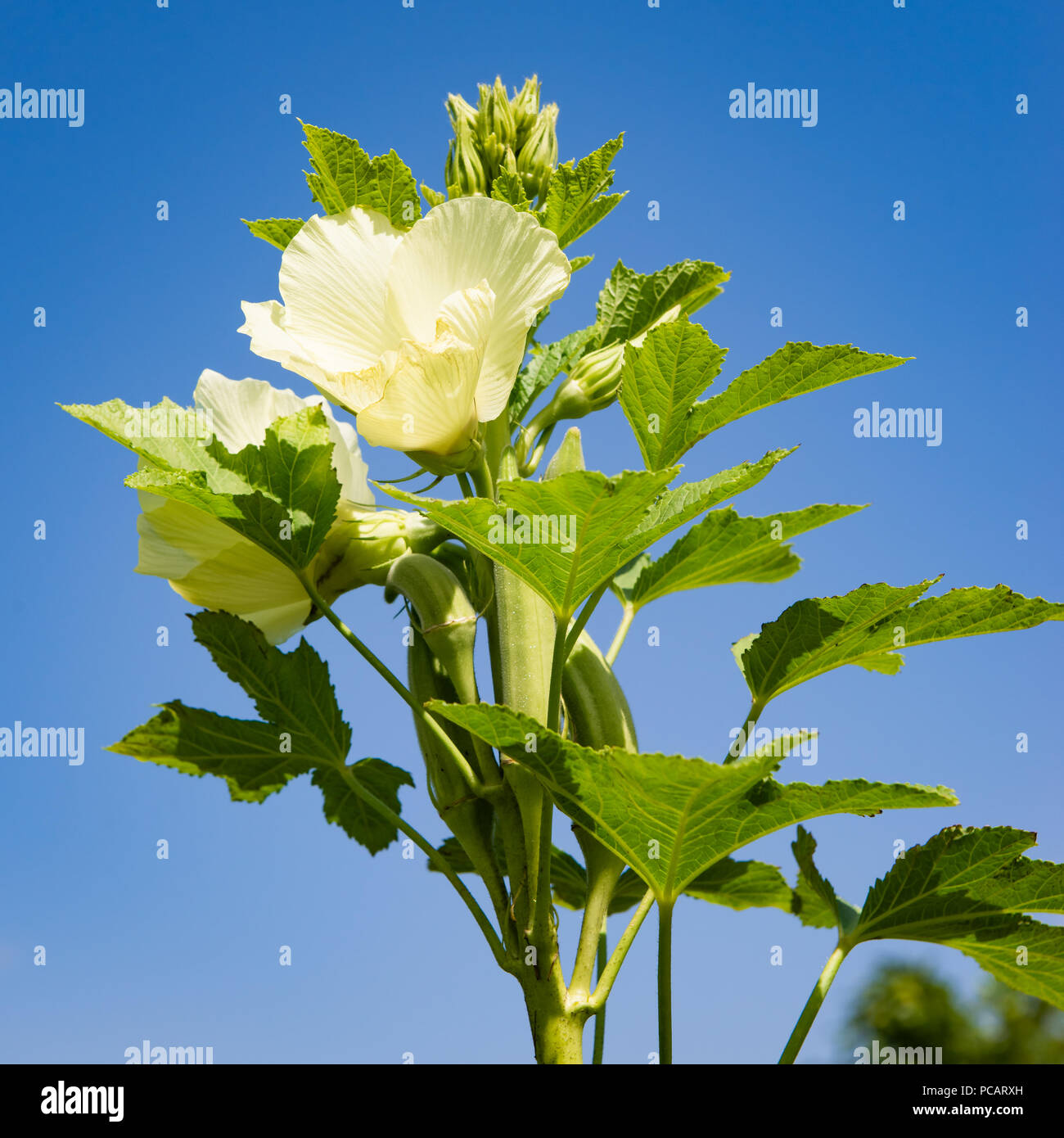 Okra plant hires stock photography and images Alamy