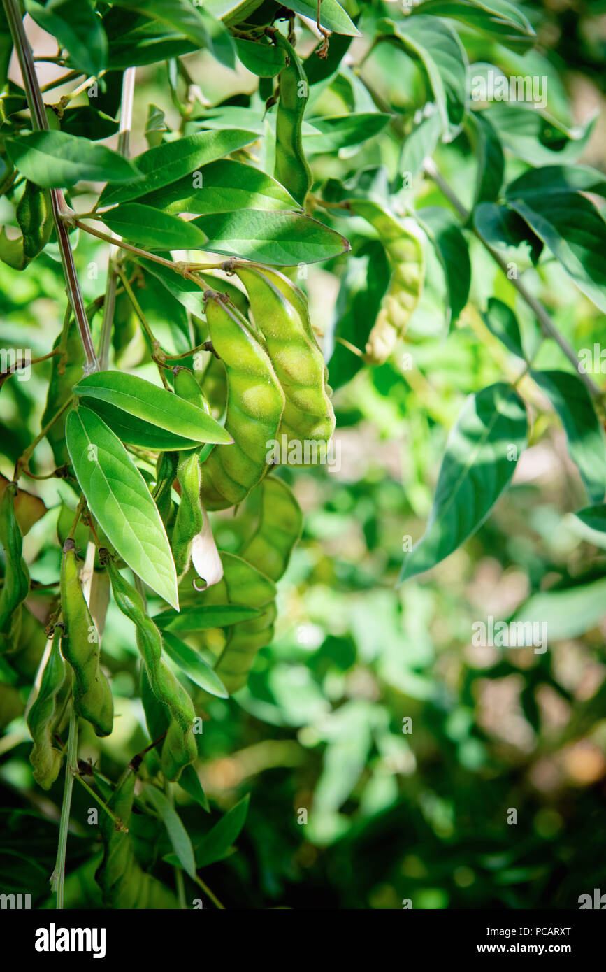 Pigeon Peas on the tree growing in groups of pods. Caribbean plant rich