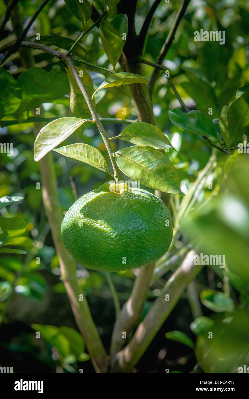 Caribbean green sweet tangerine fruit hanging on the tree Stock Photo