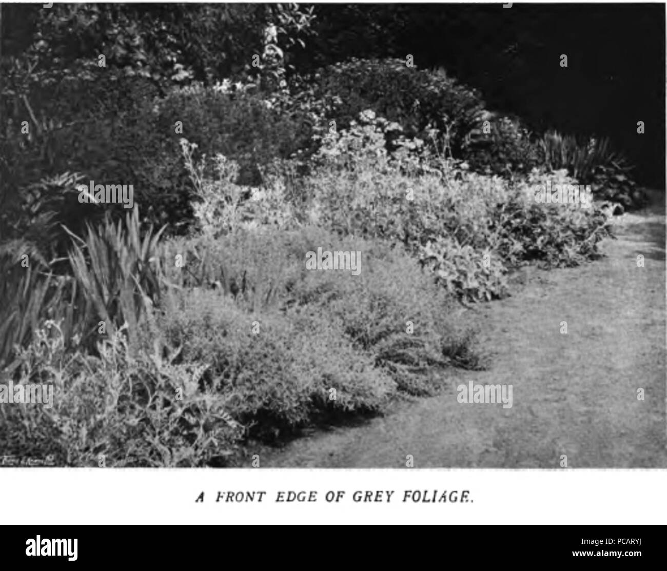 15 Colour in the Flower Garden91 Stock Photo Alamy