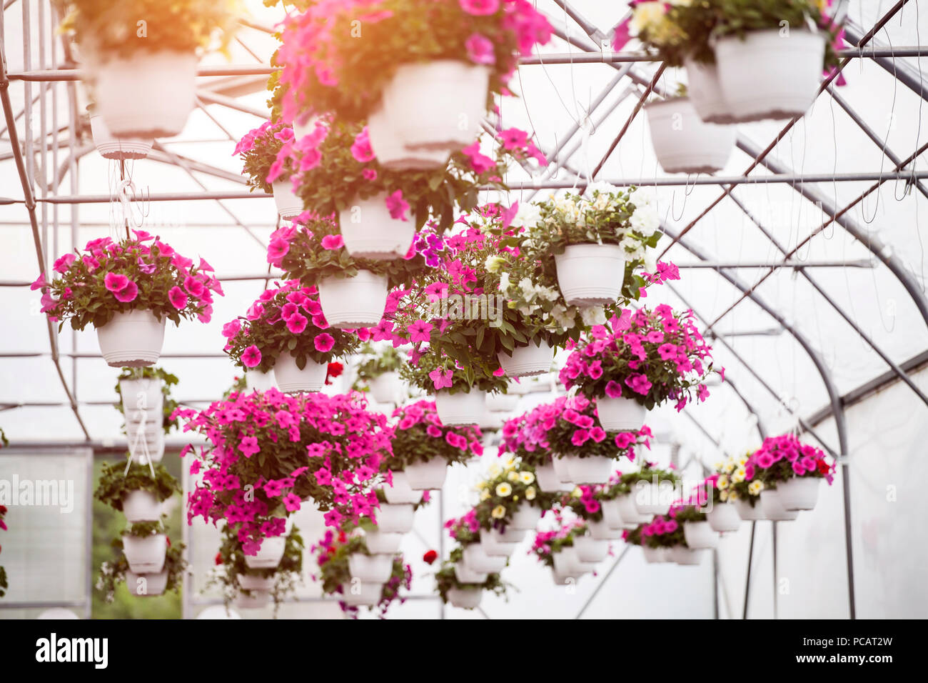 Many colorful flowers in a greenhouse. Production and cultivation