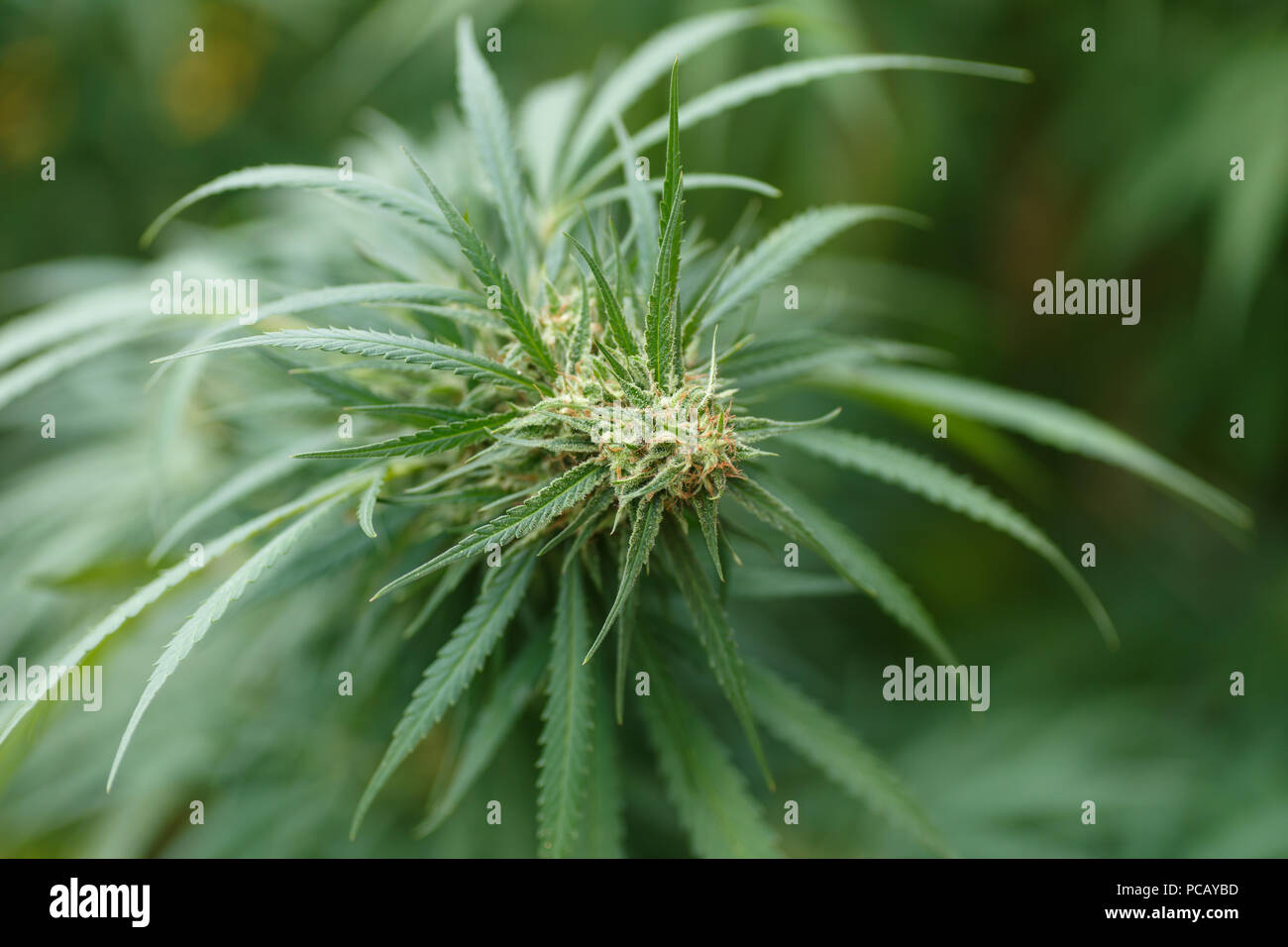 cannabis plant detail, Macro photography Stock Photo Alamy