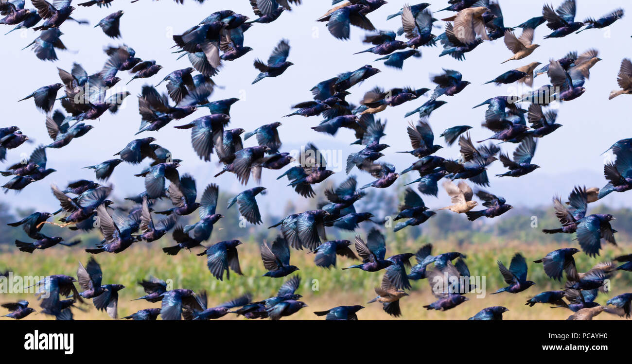 a flock of black birds flying over a rice field Stock Photo