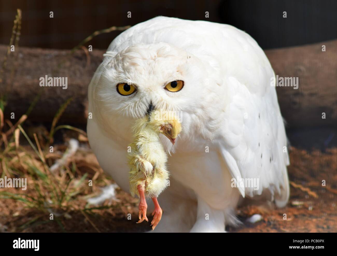 White Owl with its breakfast Stock Photo