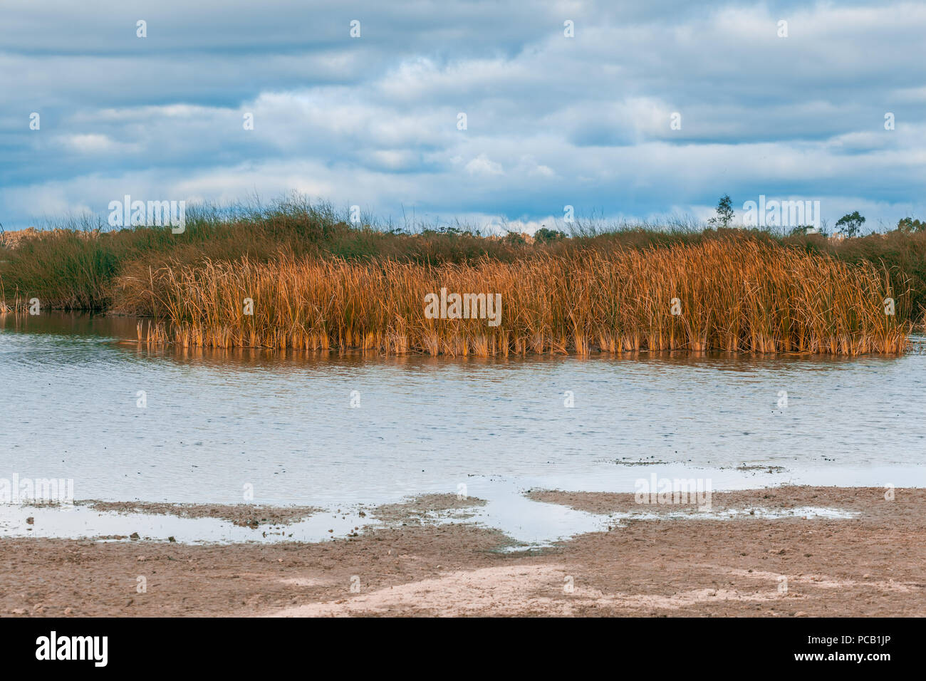 Reed growing in a river in Australia Stock Photo - Alamy