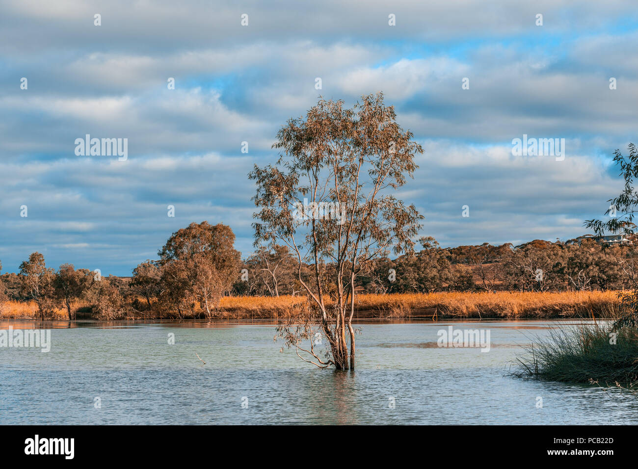 Eucalyptus growing in water of Murray River Stock Photo