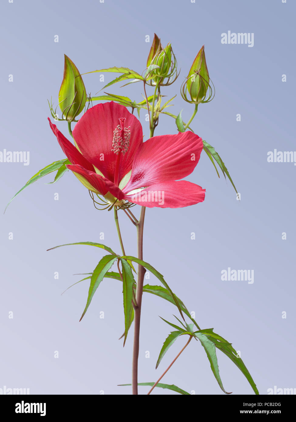 Hibiscus coccineus, beautiful bright red flower, aka scarlet rosemallow, Texas star, brilliant hibiscus, and scarlet hibiscus. On plain background. Stock Photo