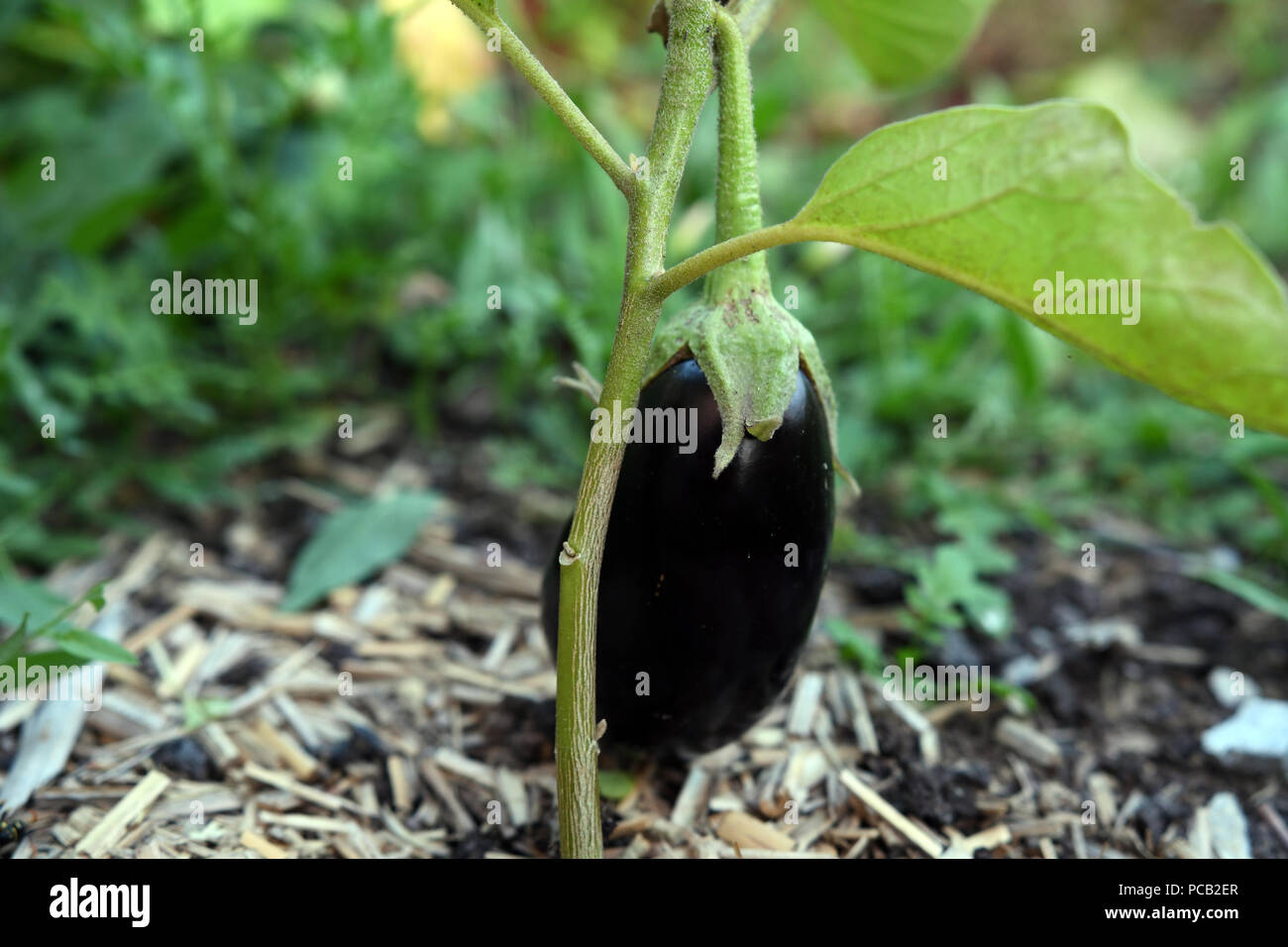 Scarlet Eggplant Fruiting Plant Genus Solanum Stock Photo 1009133449