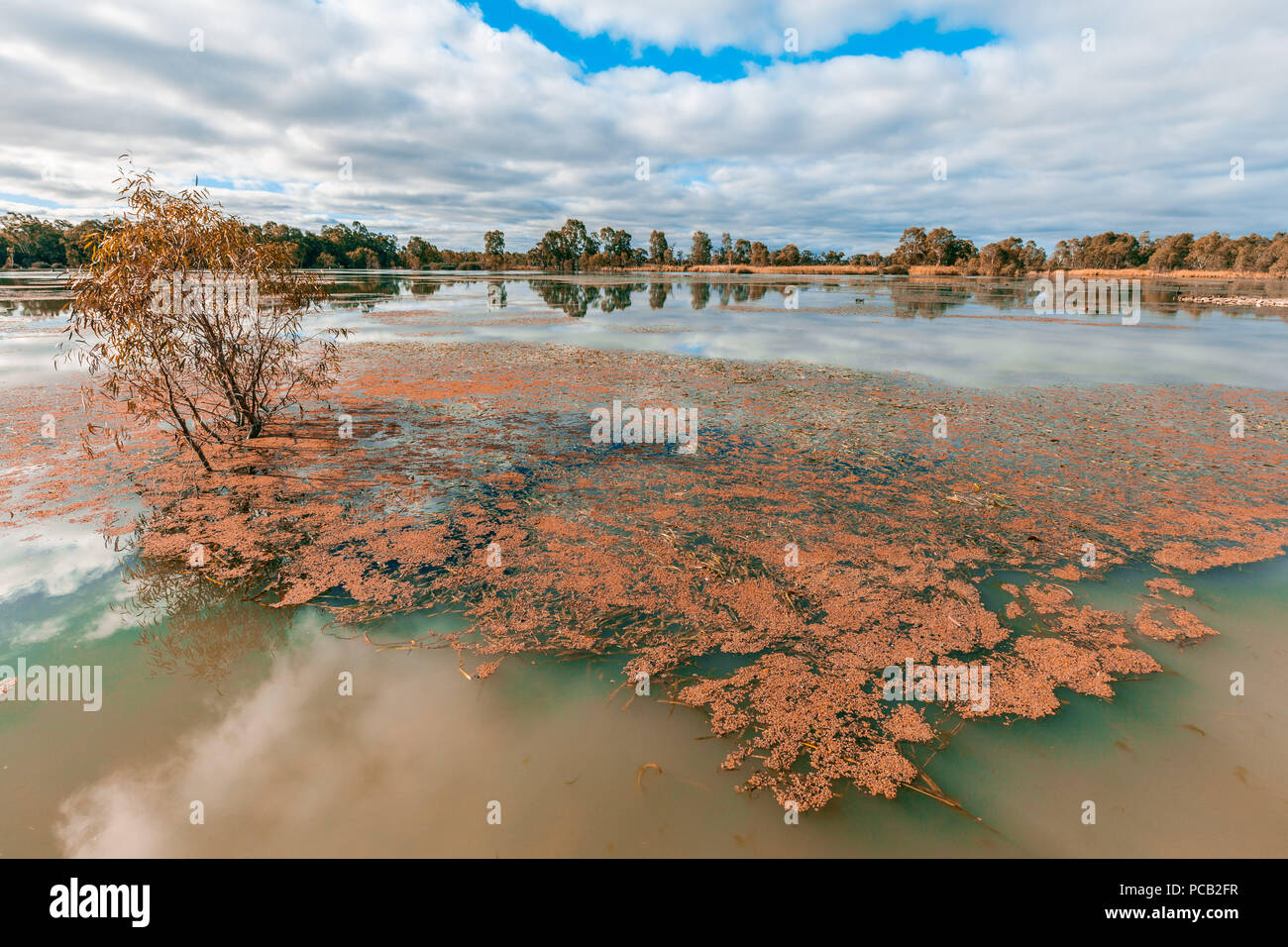 Eucalyptus tree growing out of water in Murray River, South Australia