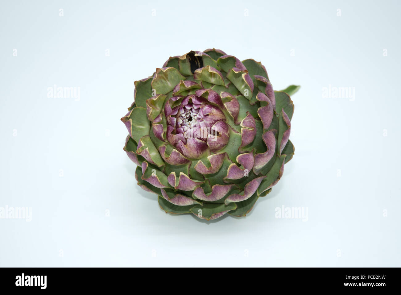 Globe Artichoke flower head Stock Photo