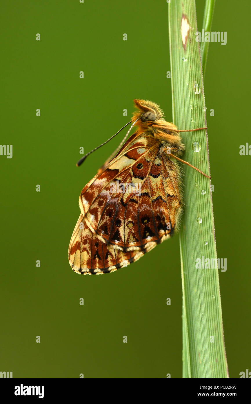 Titania's Fritillary (Boloria titania) adult at rest on blade of grass, Estonia, July Stock Photo