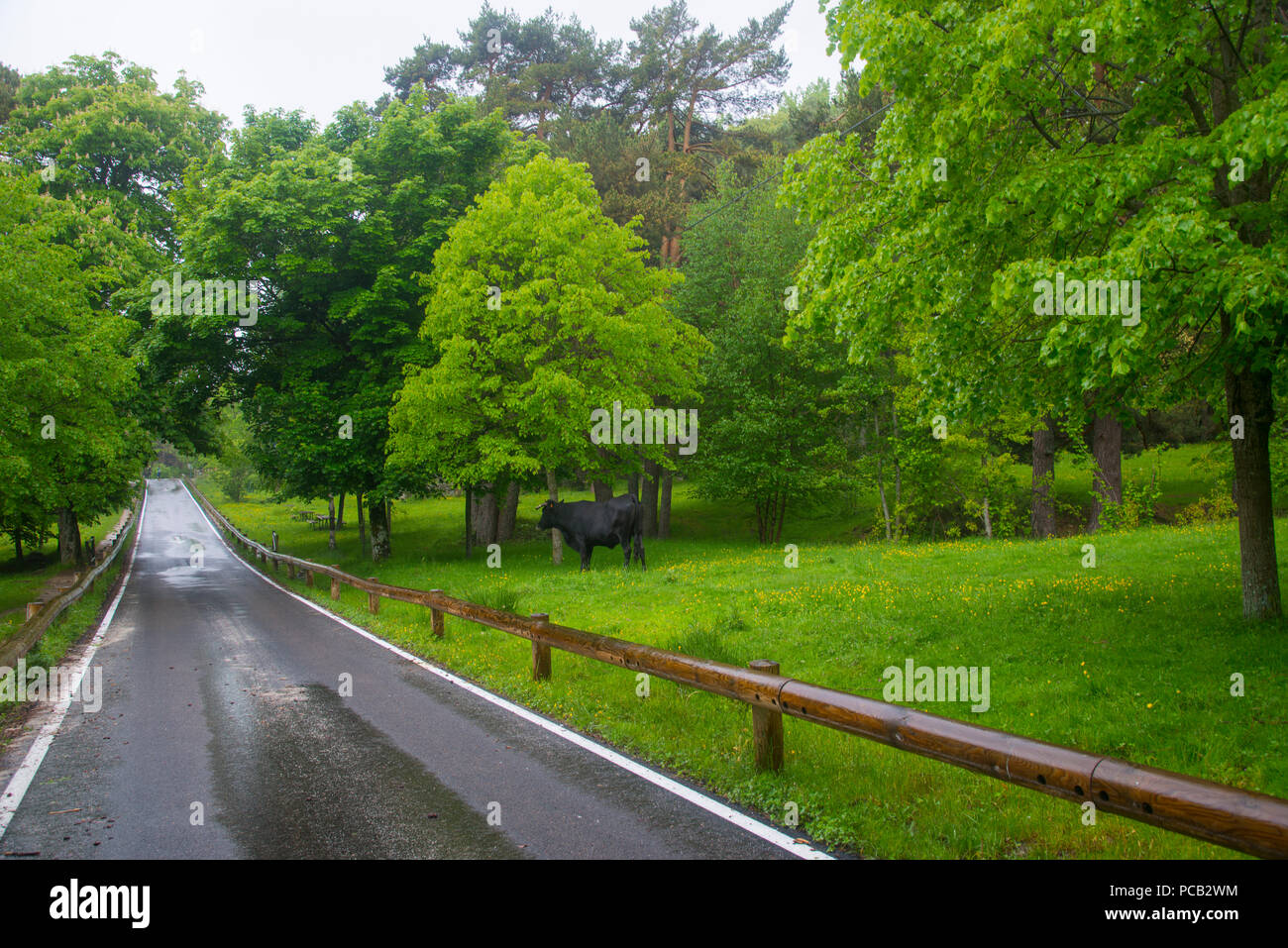 Road to Las Dehesas in a rainy day. La Fuenfria, Cercedilla, Madrid province, Spain. Stock Photo