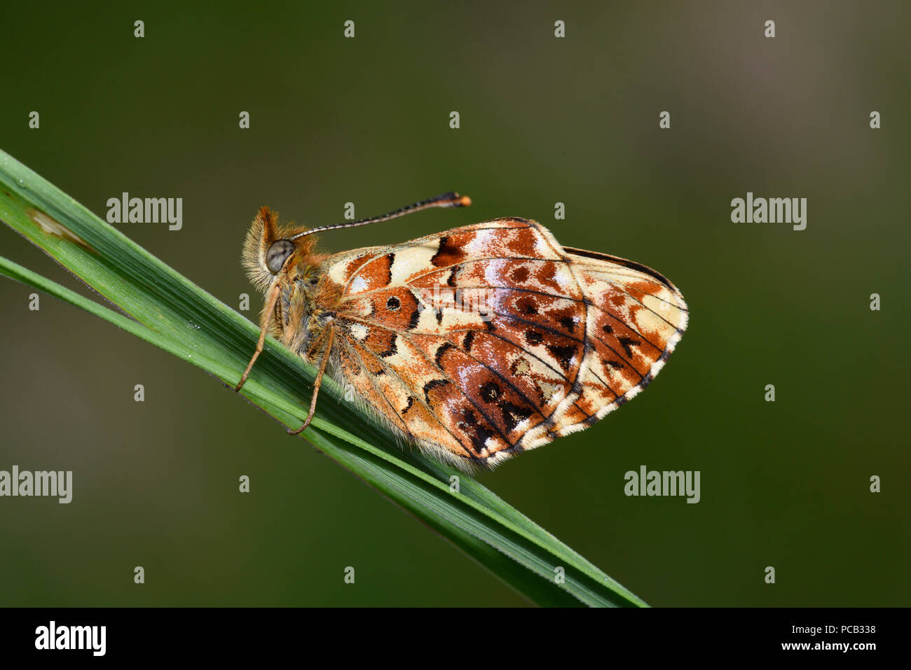 Titania's Fritillary (Boloria titania) adult at rest on blade of grass, Estonia, July Stock Photo