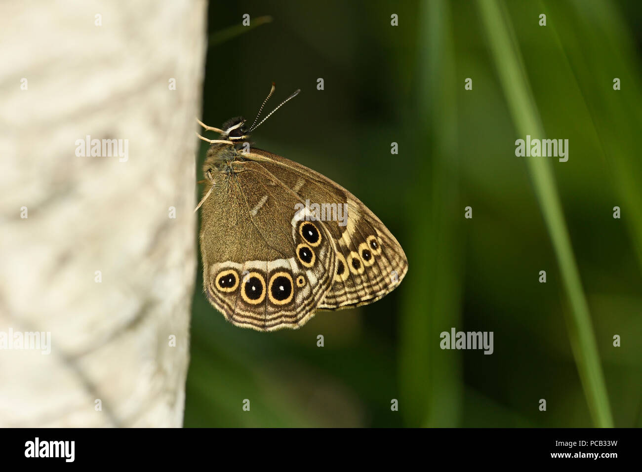 Woodland Brown Butterfly (Lopinga achine) adult at rest on tree trunk, Estonia, July Stock Photo