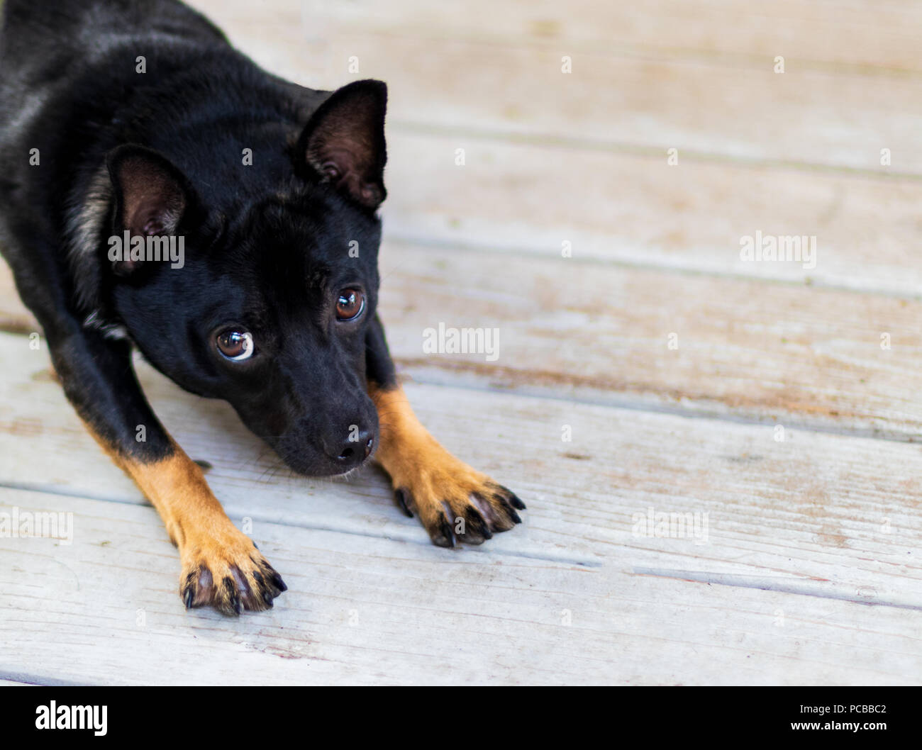 Adorable dog stretched out with innocent puppy dog eyes on a wooden porch Stock Photo