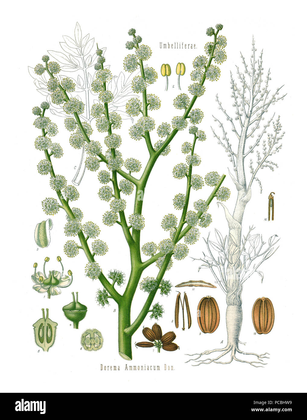 29 Köhler Dorema ammoniacum Stock Photo Alamy