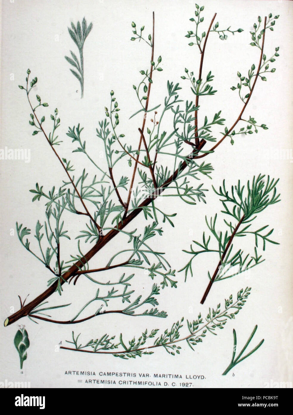 4 Artemisia campestris subsp. maritima (1a) Stock Photo