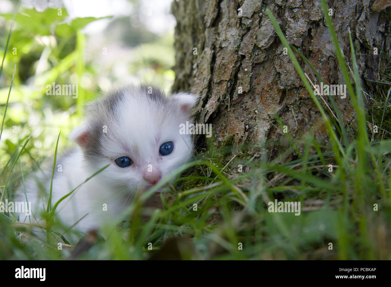little kitten playing on the tree close up Stock Photo - Alamy