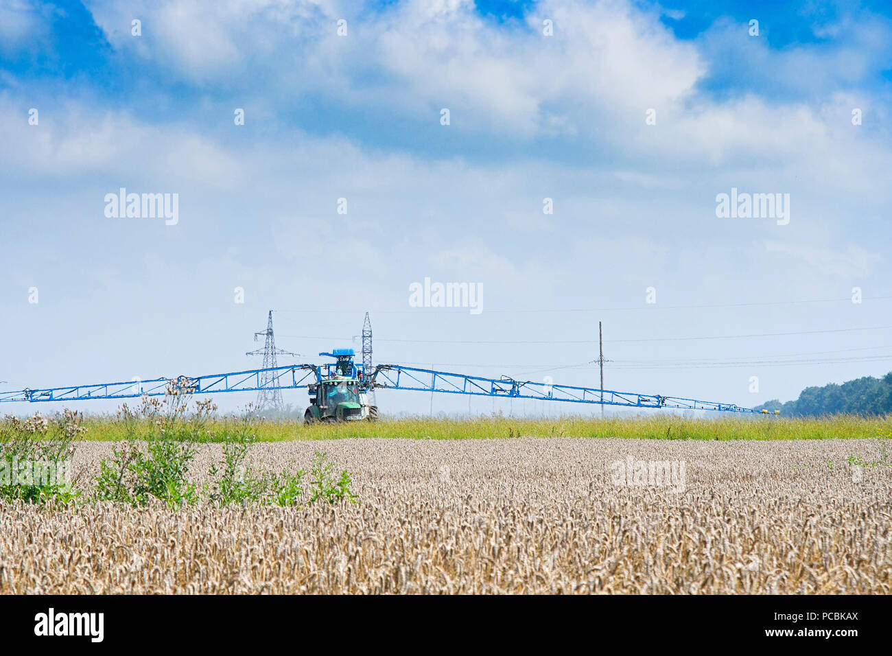 Wheat spray hires stock photography and images Alamy
