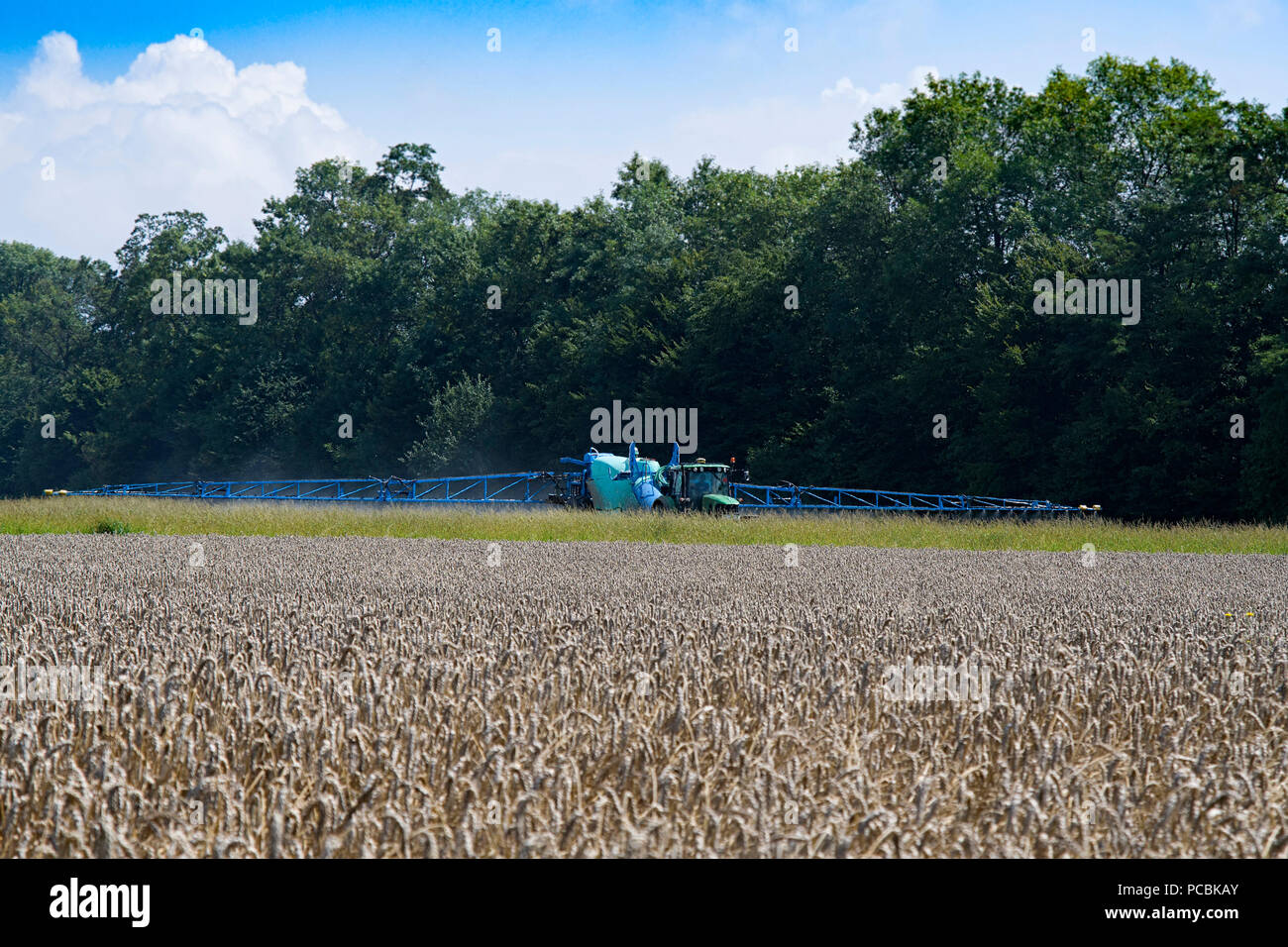 Agricultural sprayers, spray chemicals on wheat. Spraying pesticides on wheat field with sprayer Stock Photo