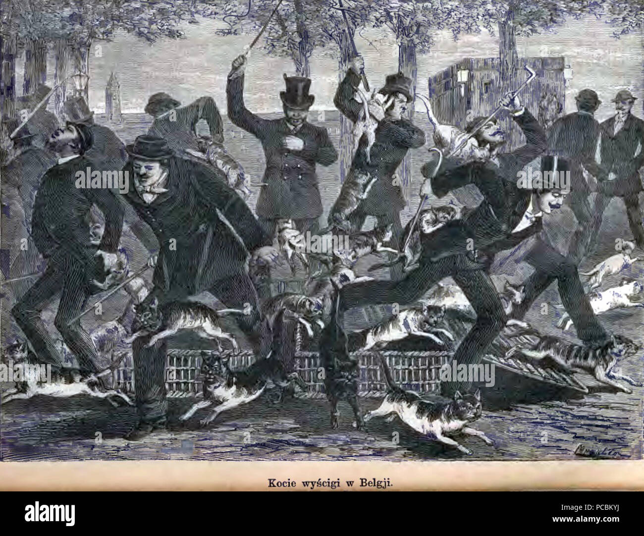 8 Cat racing Stock Photo - Alamy