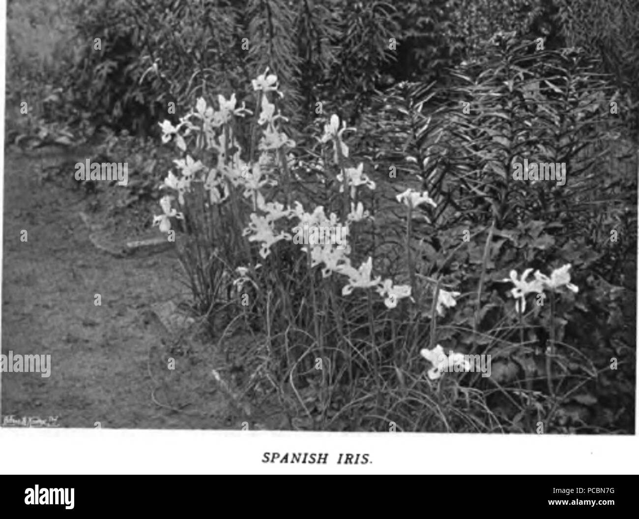 15 Colour in the Flower Garden40 Stock Photo Alamy