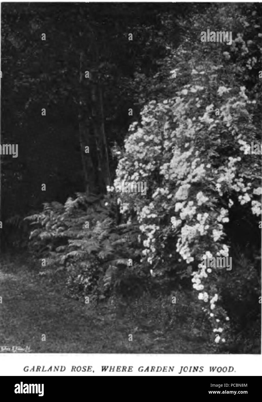 15 Colour in the Flower Garden70 Stock Photo Alamy