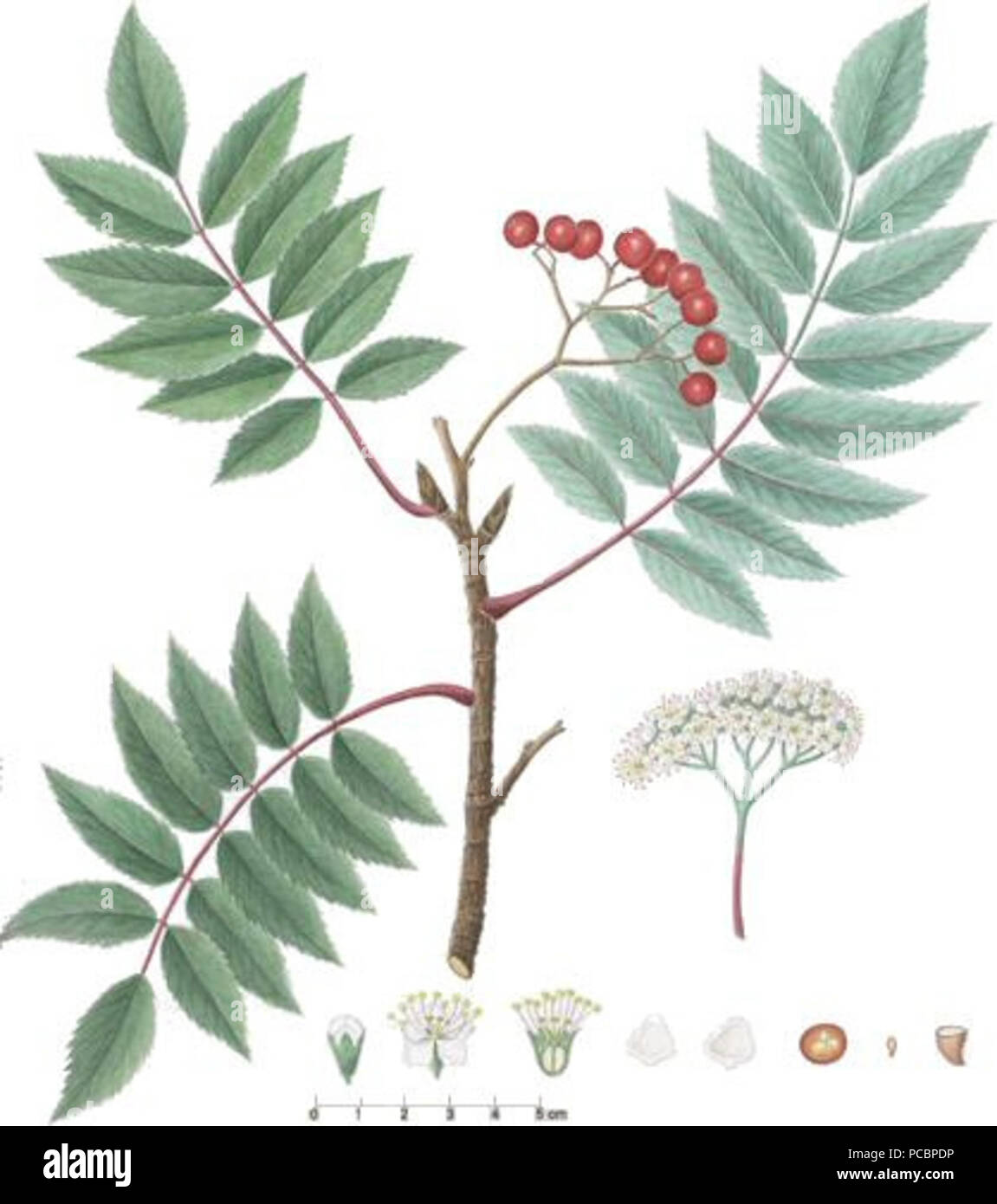 Sorbus groenlandica hi-res stock photography and images - Alamy