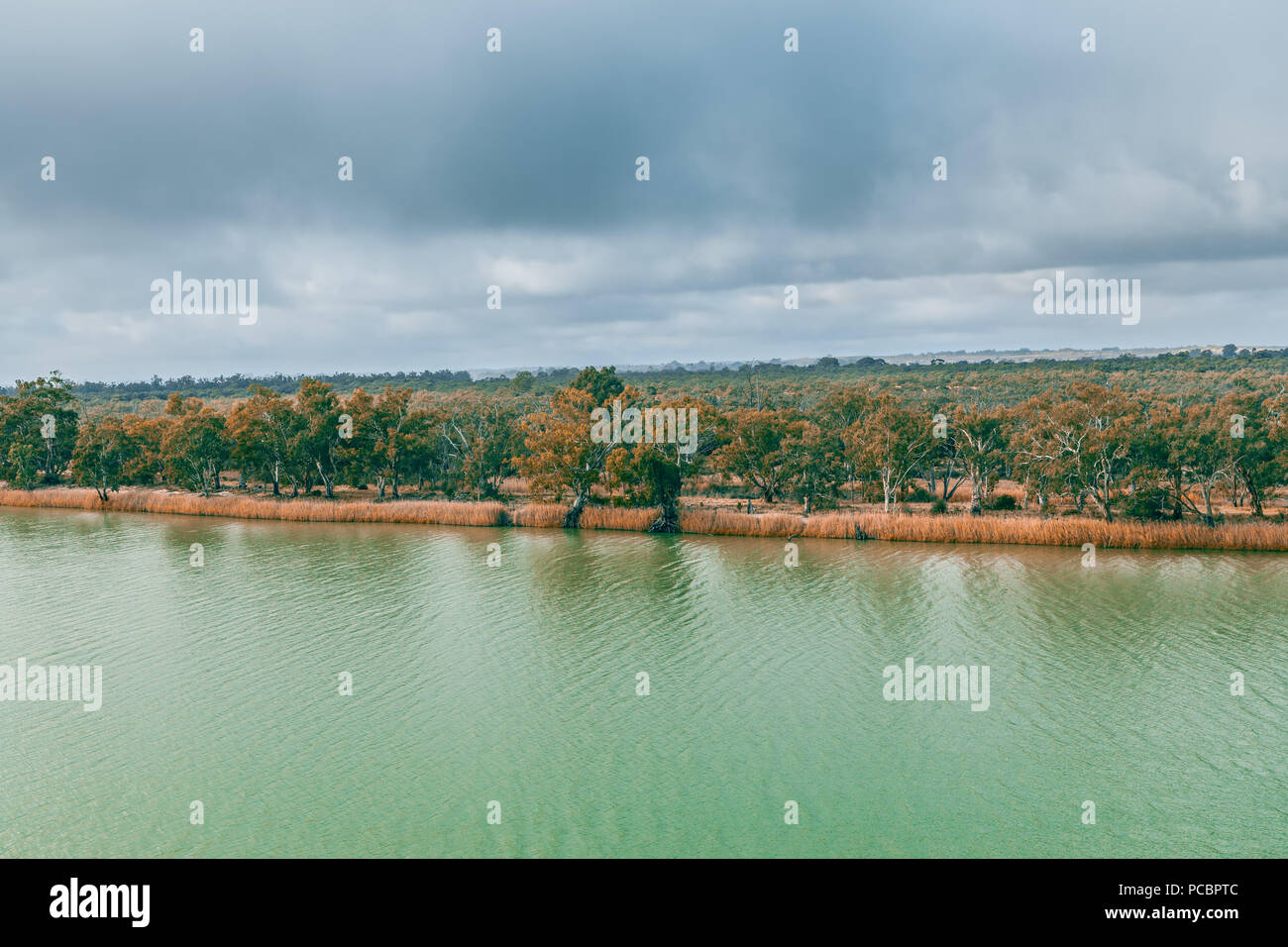 Beautiful calm Murray river and mallee eucalyptuses growing on its shores Stock Photo